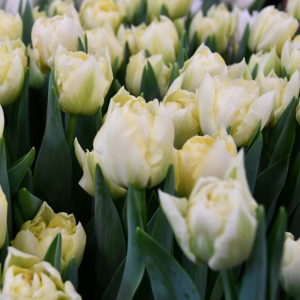 Tulip - Verona Ice