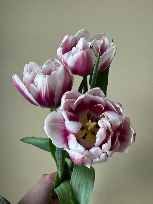 Tulip - Joser