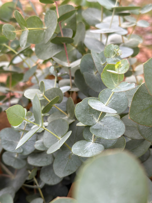 Fresh Eucalyptus Bundle