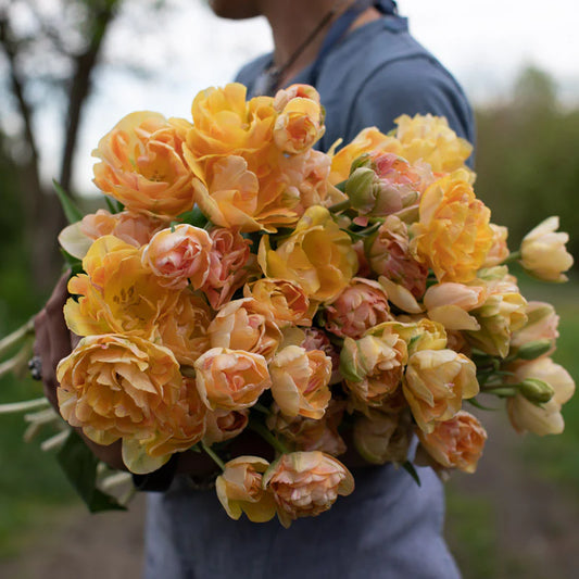 Tulip - Charming Lady