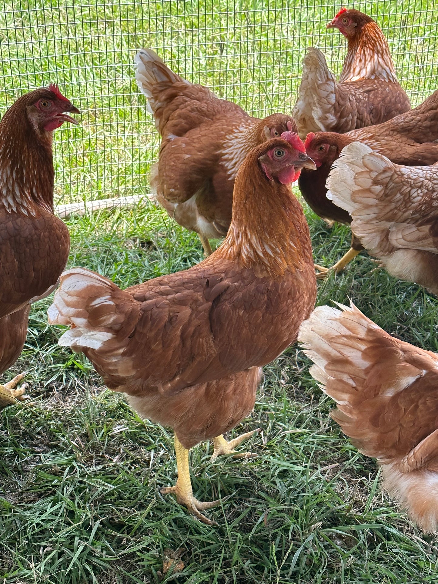 FEBRUARY 2025 (Pick-up Only) Red Sex Link Pullets
