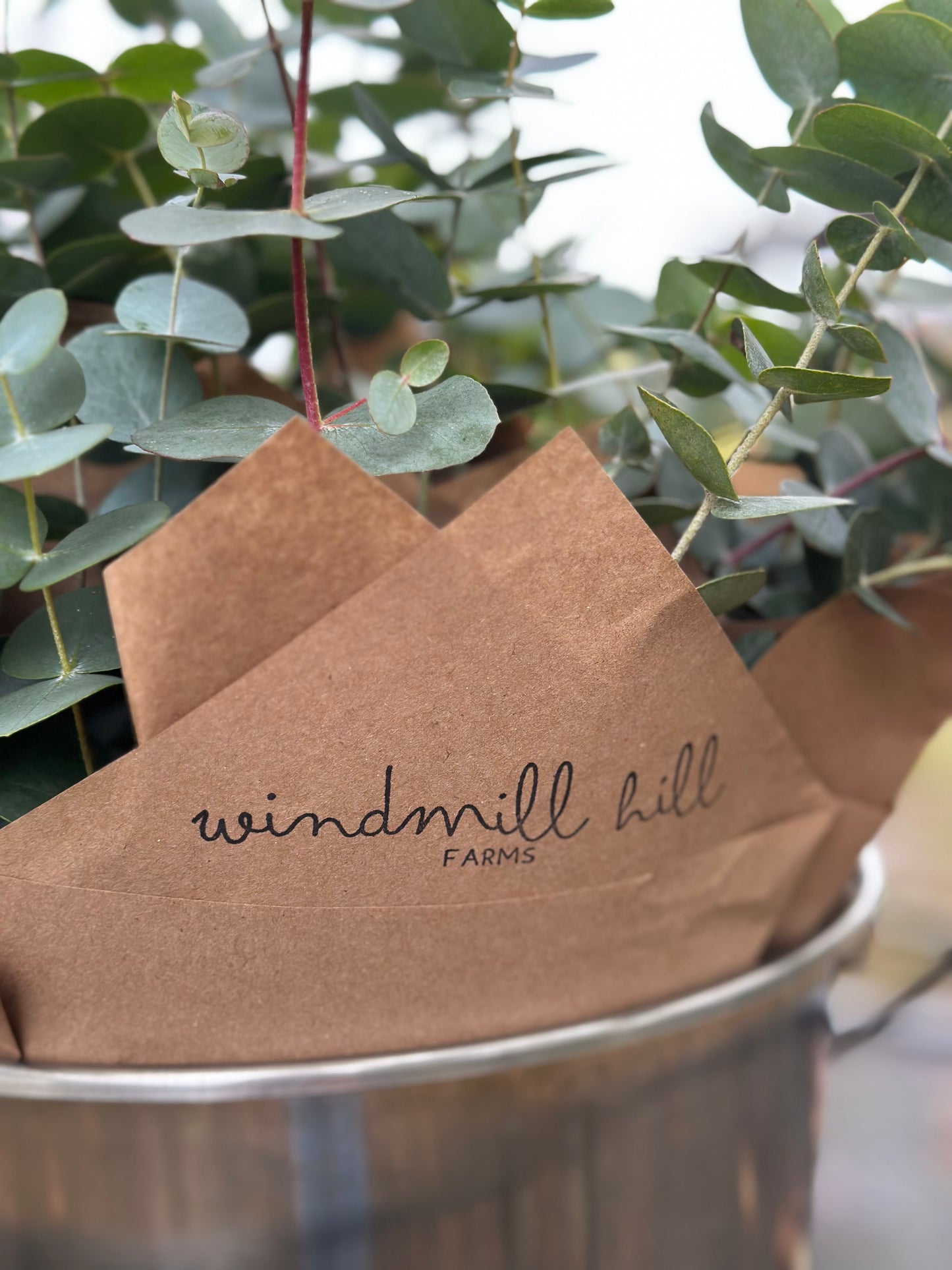 Fresh Eucalyptus Bundle