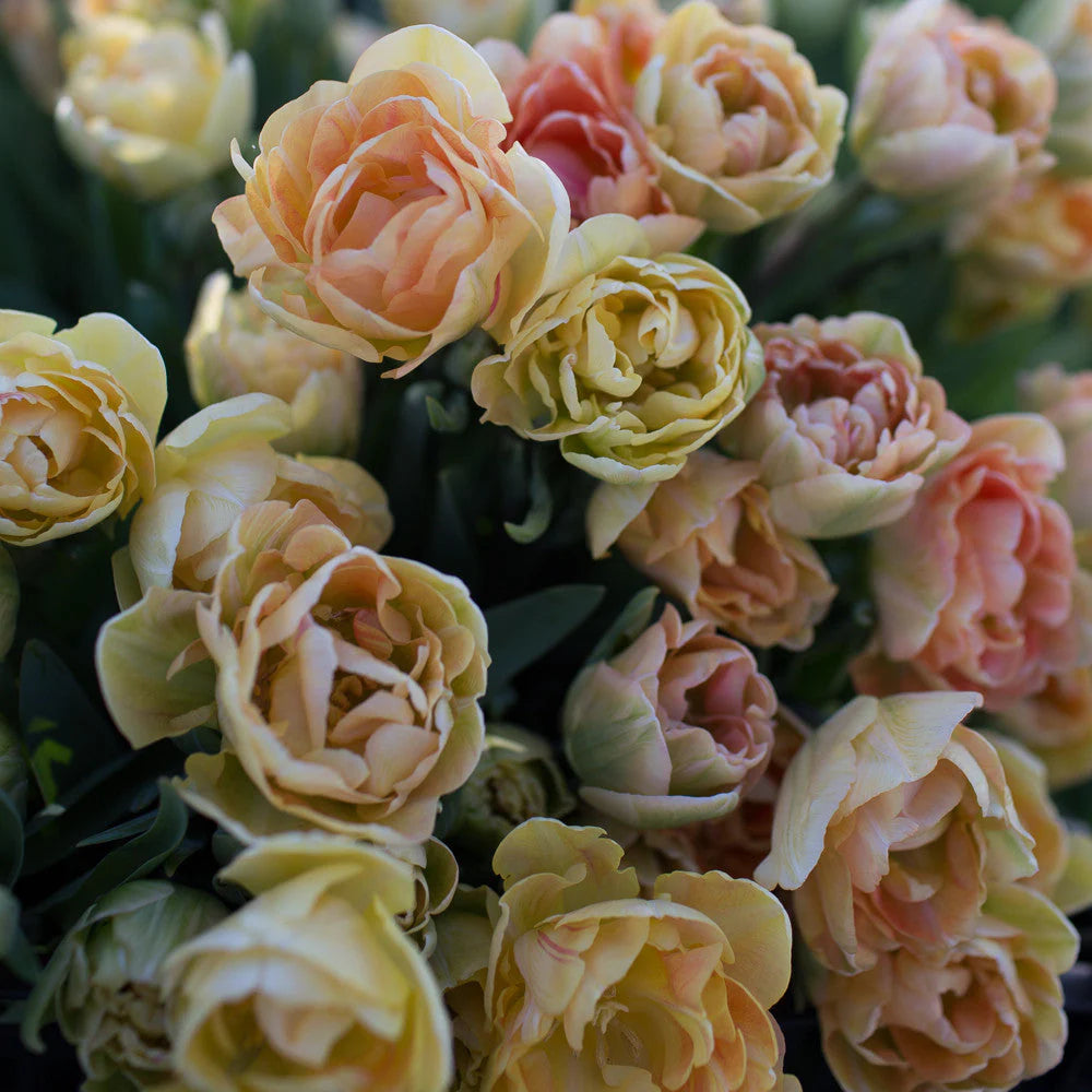 Tulip - Charming Lady