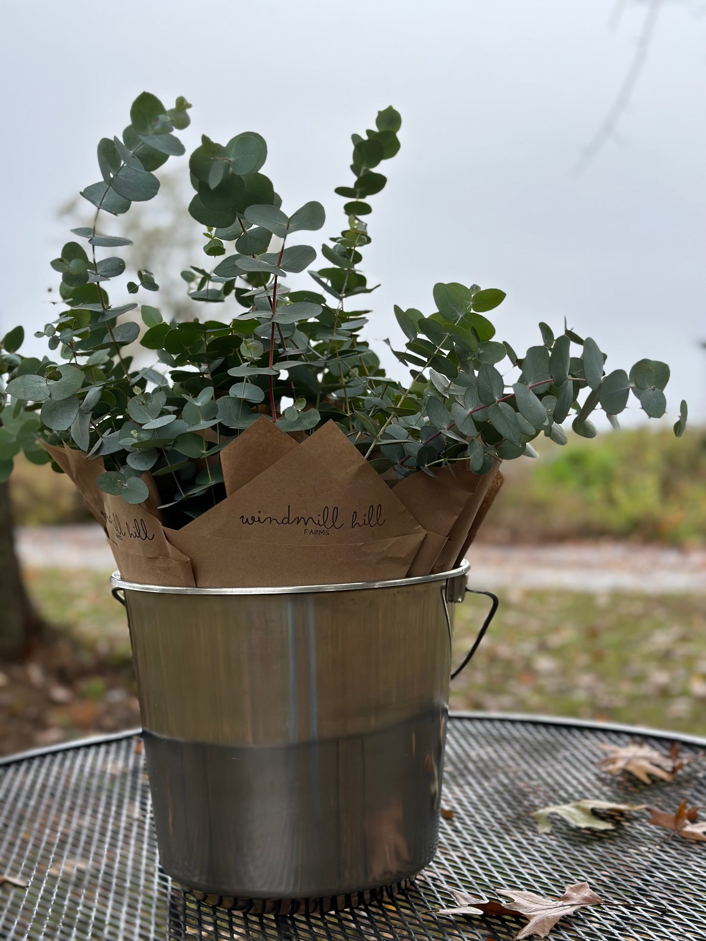 Fresh Eucalyptus Bundle